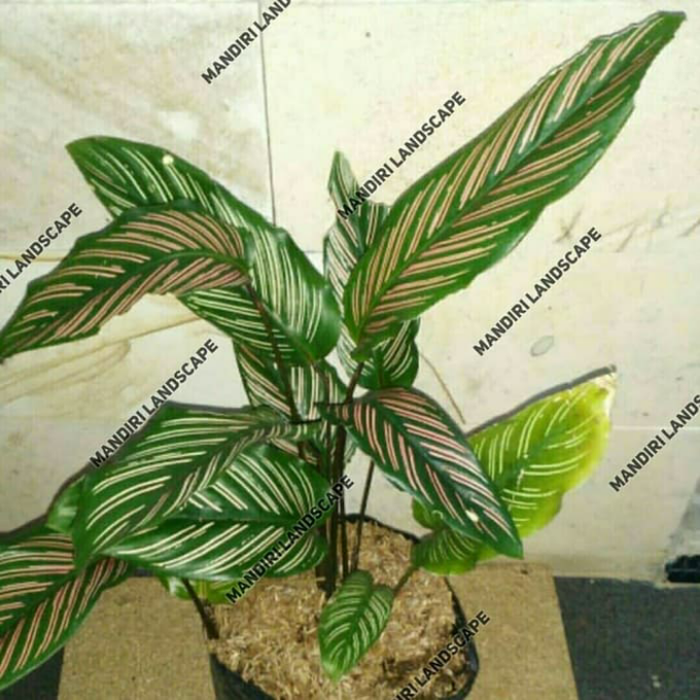 Tanaman Hias Calathea Ornata - Calathea Ornata