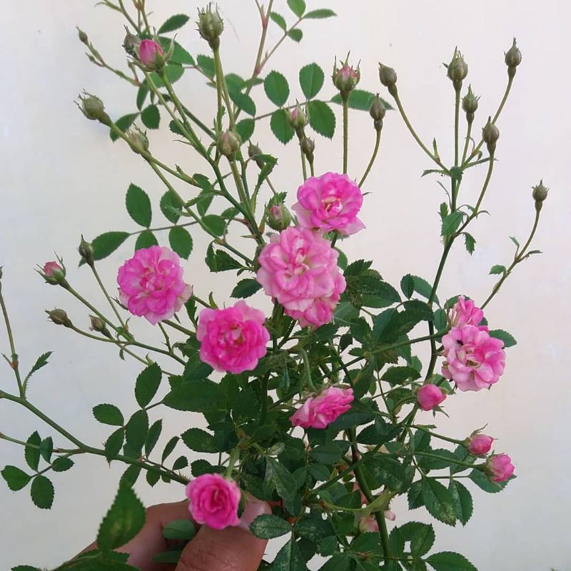 mawar Baby rose - AMBIL 10 MURAH-