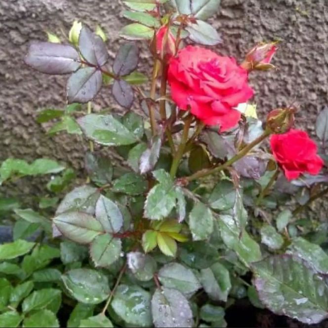 Tanaman hias hidup Bunga mawar merah - Tanaman hias bunga mawar