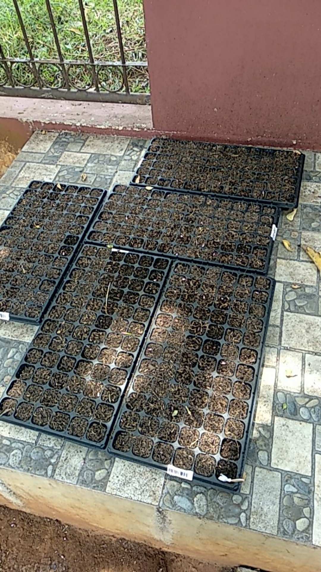 Purie Garden Tray Semai 72 Lubang