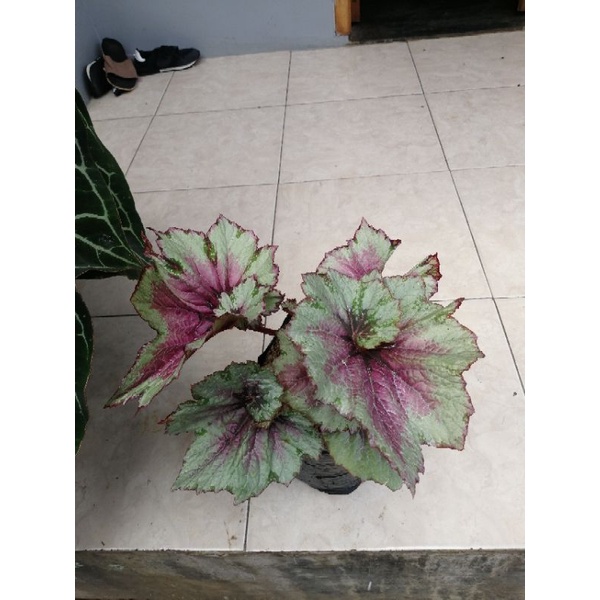 Tanaman Hias Begonia Rex Plant/Tapak Dewa Jumbo
