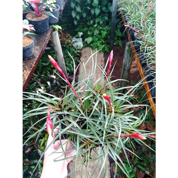 Tanaman Hias Tillandsia