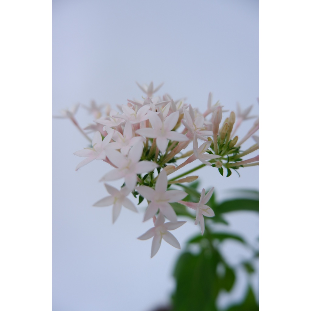 Bunga Pentas - Egyptian Star Cluster - Pentas Lanceolata - Tanaman Hias