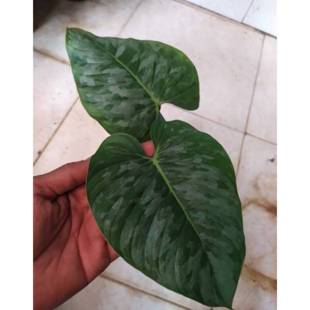 Tanaman Hias Philodendron Sodiroi Shopee Indonesia