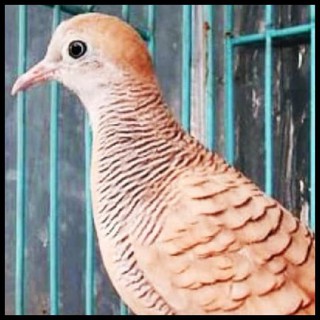 Jamu Subur Uritan Jamu Herbal Buat Burung Perkutut Tekukur Dan