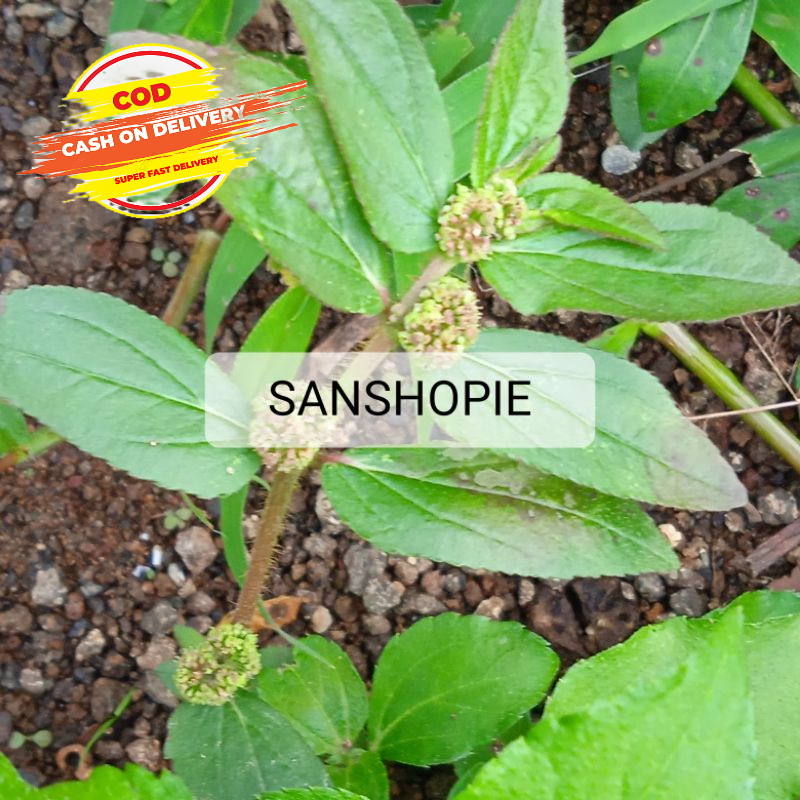 

Daun patikan kebo segar 250 gram