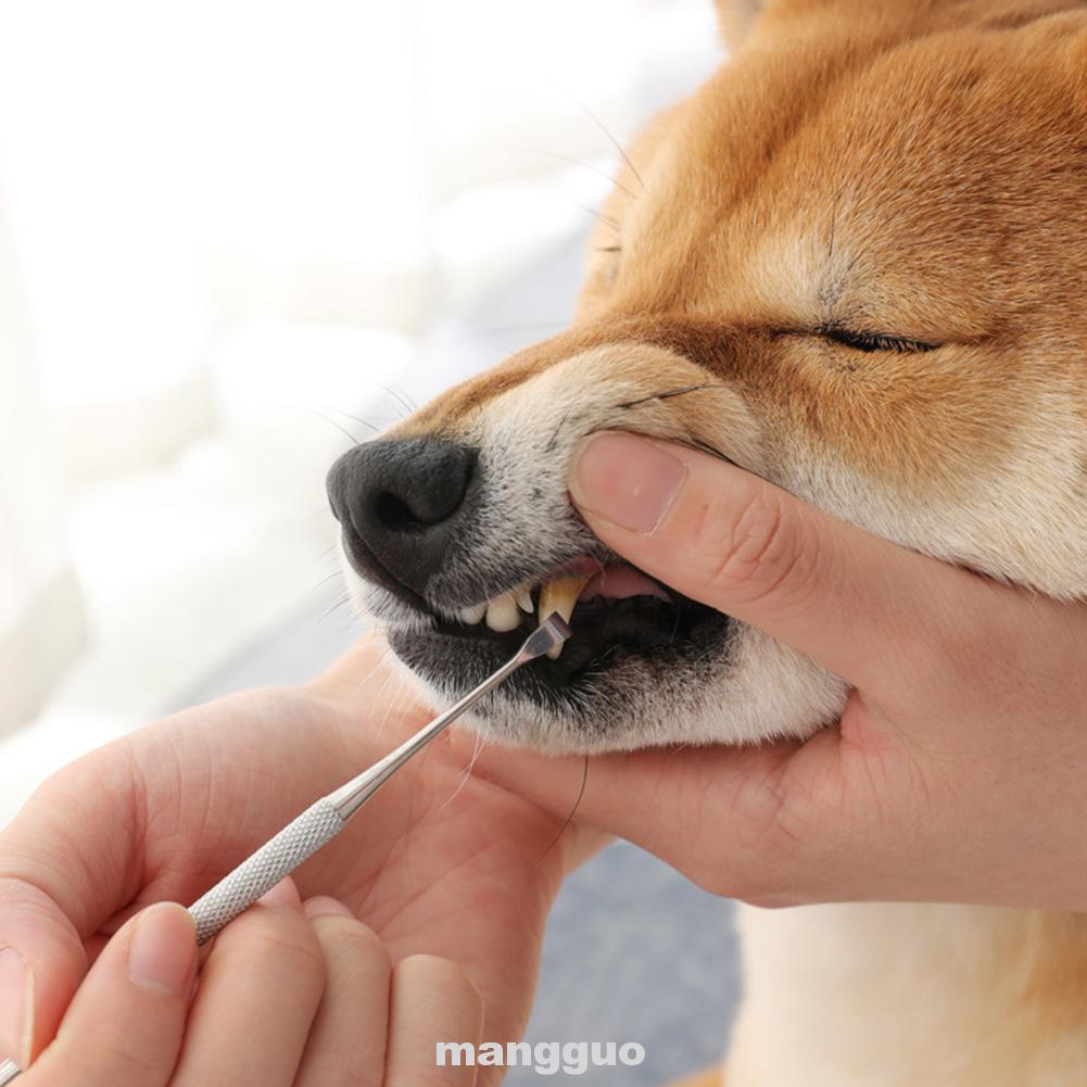 touch of practical dog toothbrush
