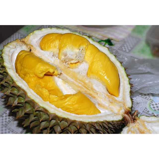 Bibit Tanaman Buah Durian Matahari