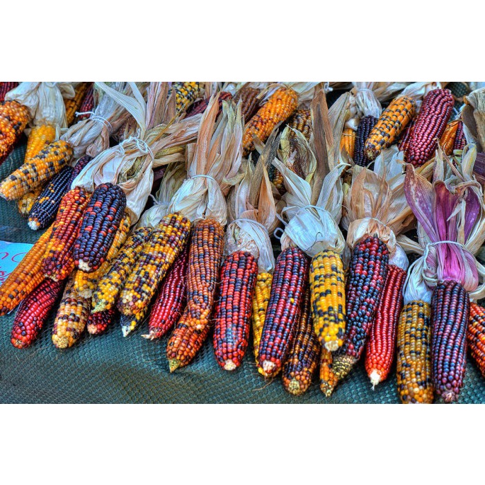 Benih-Bibit Jagung Ornamental Indian (Haira Seed)