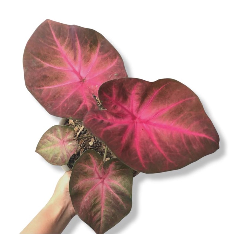 Tanaman Hias Keladi Pinky boy anakan murah / Caladium thailand pinky boys murah
