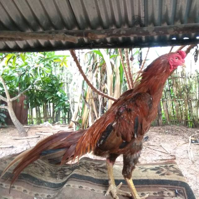 Pin Di Sabung Ayam