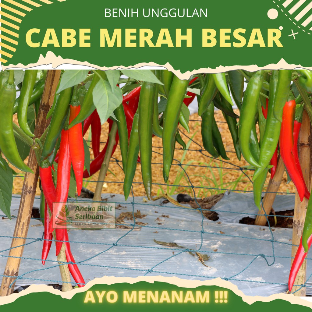 30 biji - Benih Cabe Merah Besar unggulan benih sayuran buah cabe