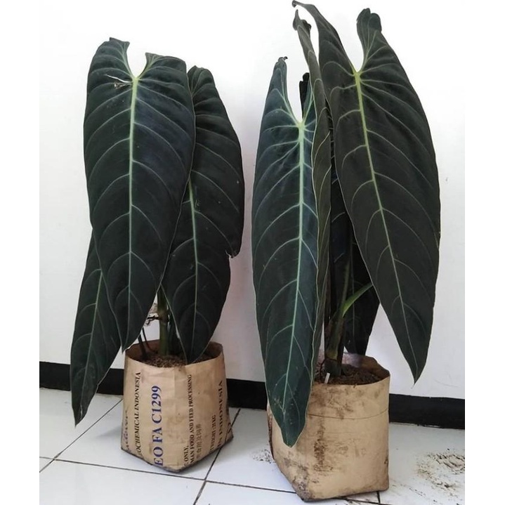 Philodendron melanochrysum