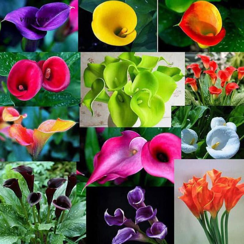 5 Biji Benih Bibit Bunga Langka Petunia Colorful Termurah Mudah Hidup Warna Menarik Mudah Hidup-Calla Lily