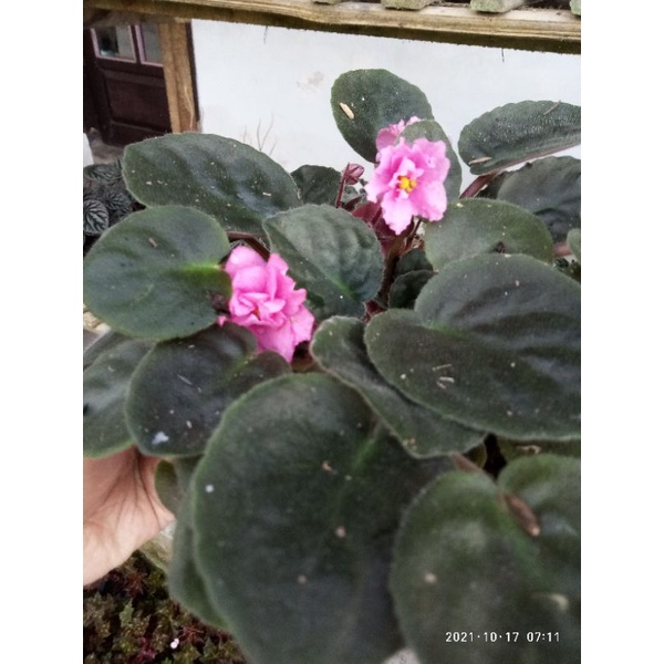 violces pink & putih sembur ungu