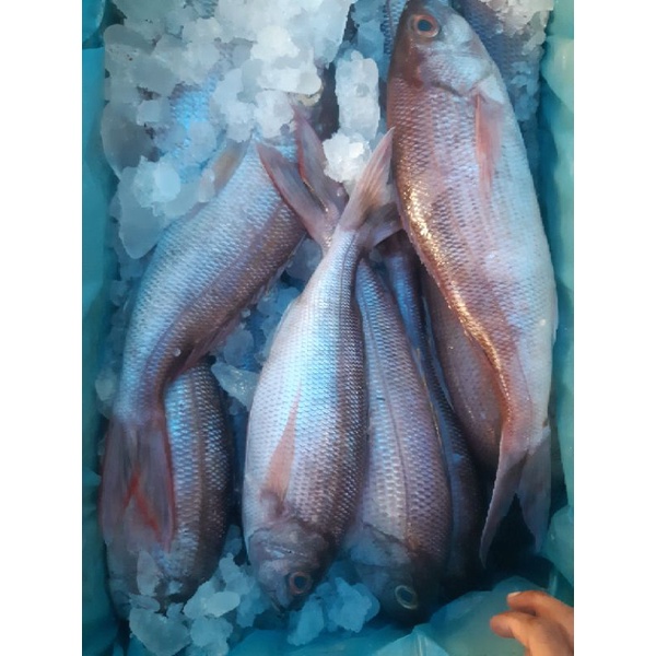 

promo ikan kerisi bali / capa segar.