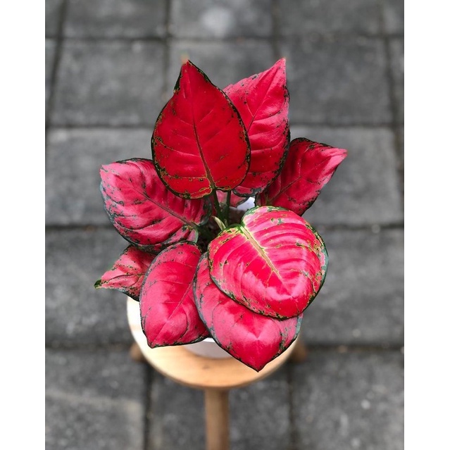 Tanaman Hias Aglonema Dud Anjamani - Aglonema Hidup - aglonema Hias - Bunga Aglonema tanaman hias hi