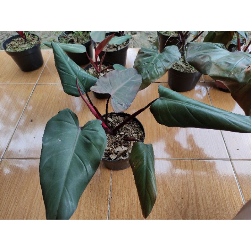 Tanaman hias philodendron dark lord-philo dark lord