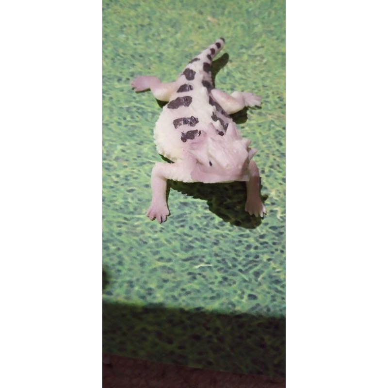 Simulasi hewan kadal gurun