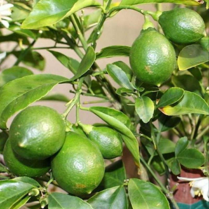 Bibit Buah Jeruk Nipis Sudah Berbuah