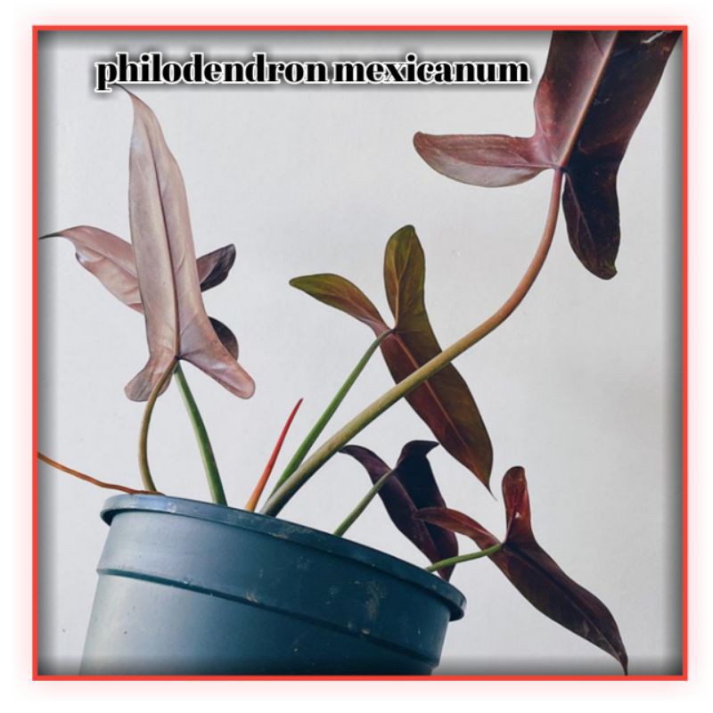 philodendron mexicanum