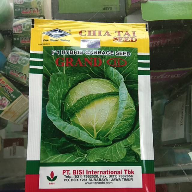 Benih kubis Grand 11