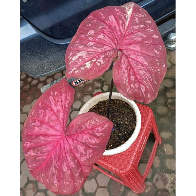 Umbi Caladium changwad - keladi hias hybrid import thailand