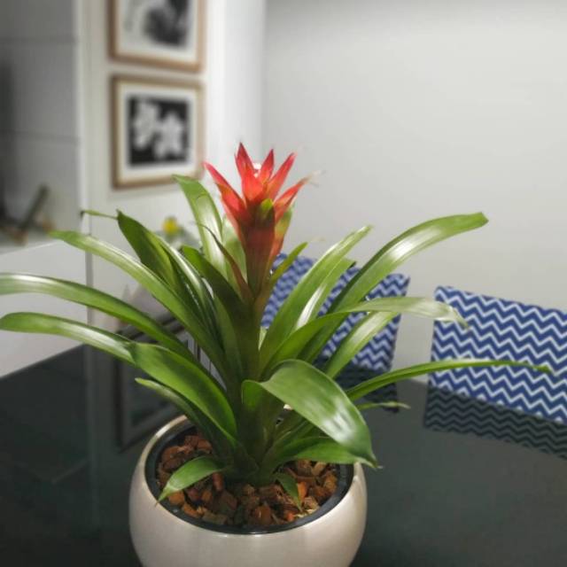 Bromeliad Guzmania | Bromeliad plant