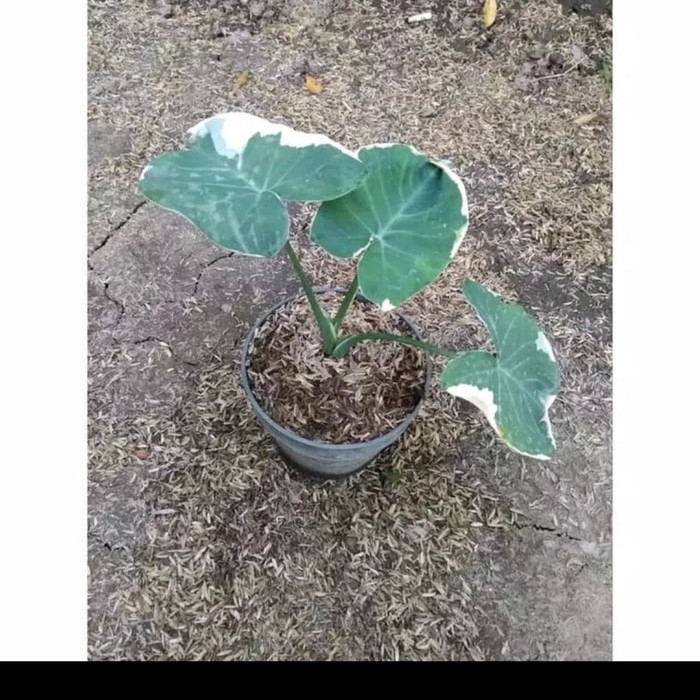 Tanaman hias keladi kantung semar caladium kantung semar promo