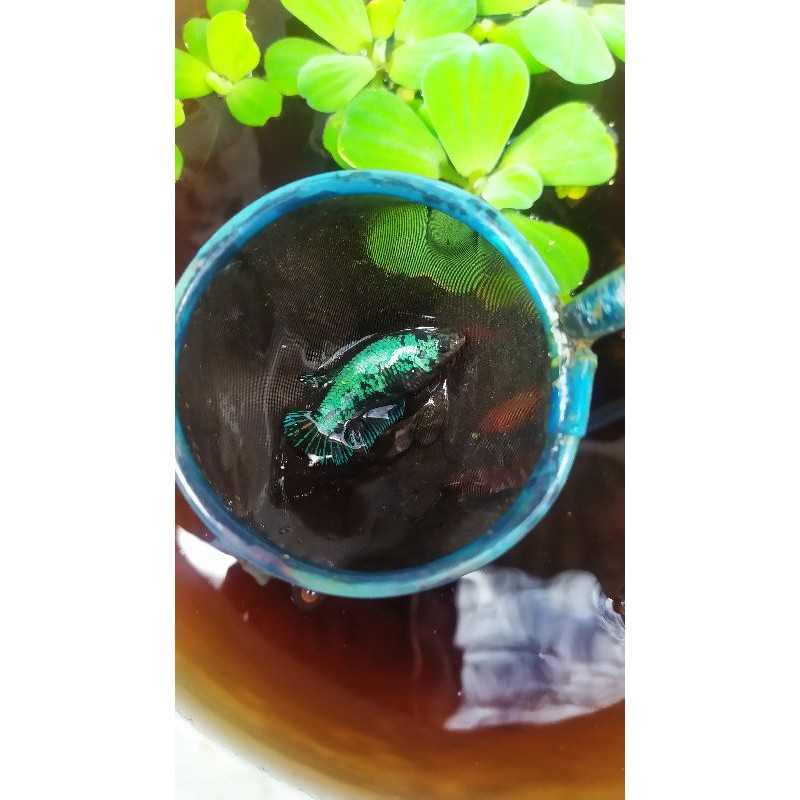 Cupang Green Samurai