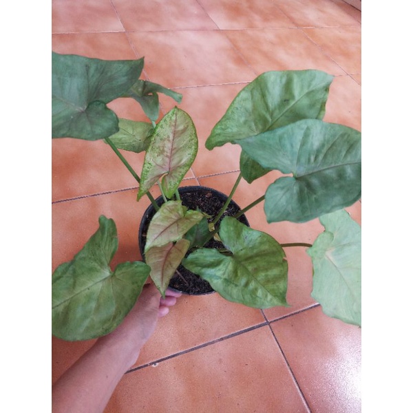 Syngonium Maria Allusion - Tanaman Hias - Tanaman Indoor