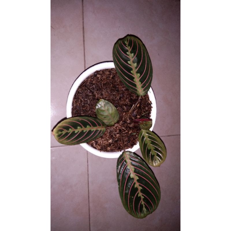 tanaman hias calatea kepiting/maranta