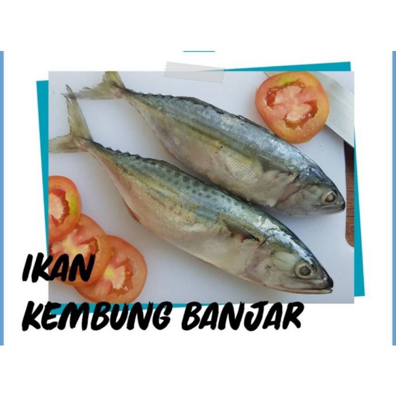 Ikan KEMBUNG BANJAR KWALITAS PEMIUM 1KG PALING MURAH