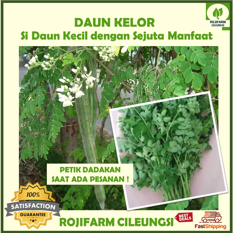 

Daun Kelor Segar 100 gr