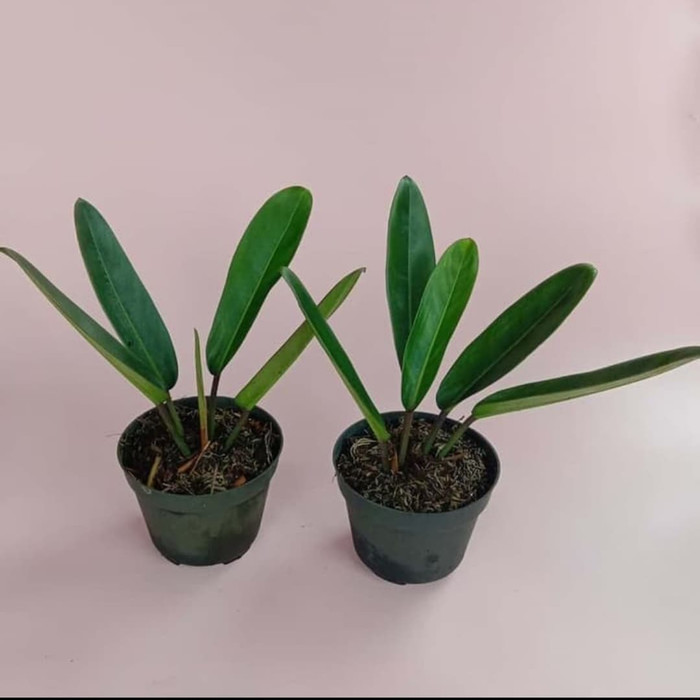 tanaman hias philodendron callosum  - pohon philo colusum pohon koleksi