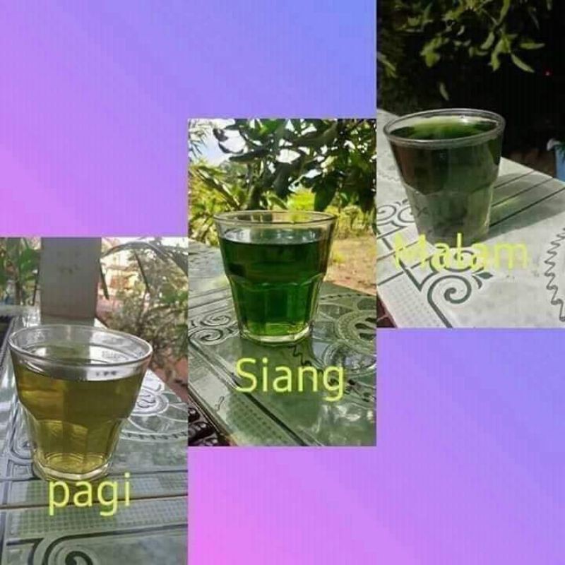 

umi green coffee