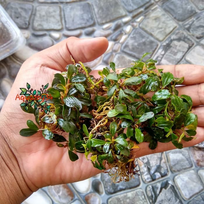 Bucephalandra Mini Buce Mini Tanaman Aquascape
