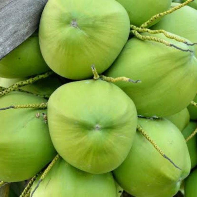 kelapa hijau muda