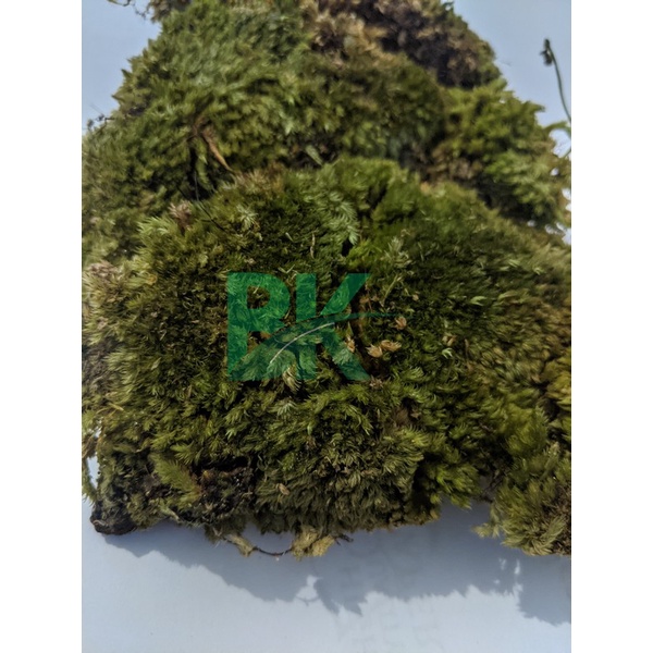 Lumut hutan forest / Lumut Hidup (forest Moss) media tanam kokodema 1 kg