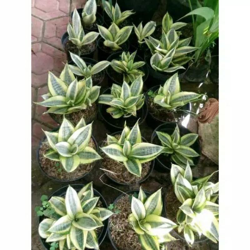 tanaman hias sansivera mini gold