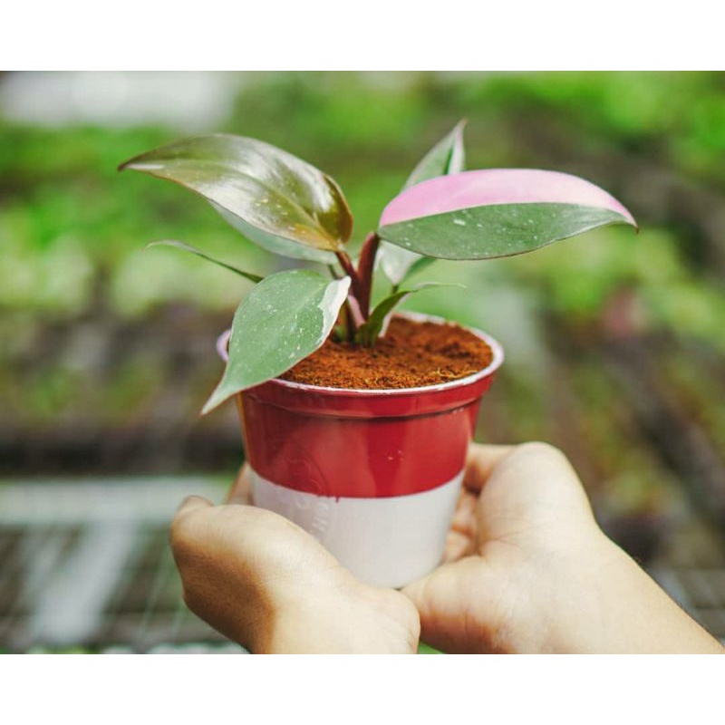 philodendron pink princess