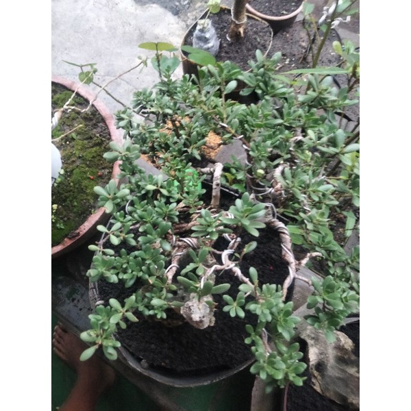 bonsai santigi mawar micro