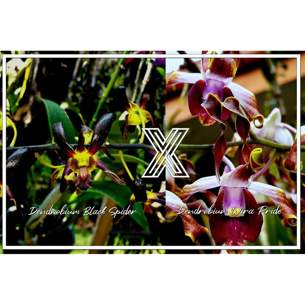 Seedling Anggrek Dendrobium Black Spider x Wirapride