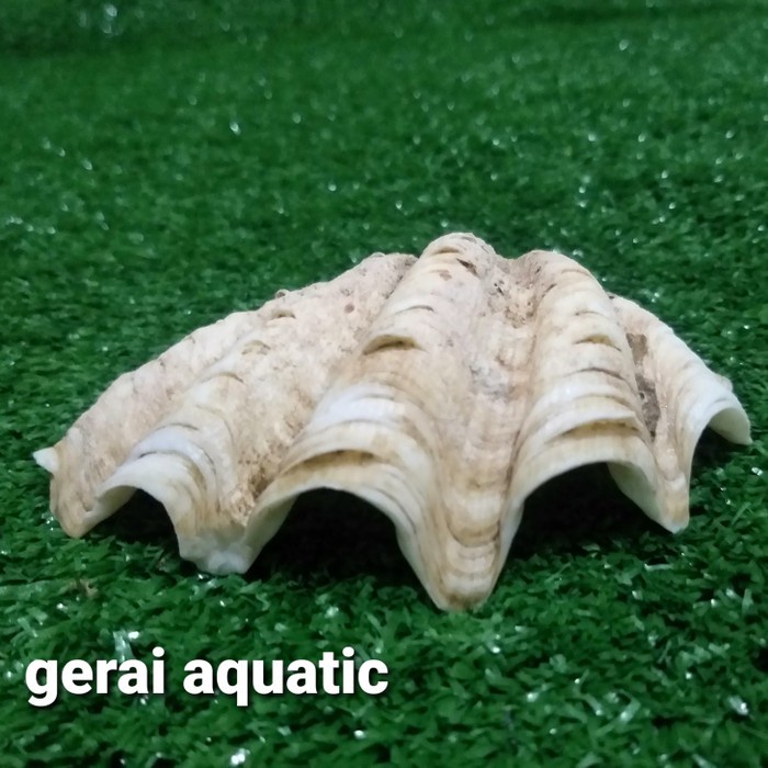 kulit kerang cangkang kerang laut size s hiasan aksesoris aquarium