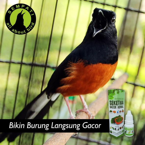 Seketika Gacor Herbal Sempati Obat Burung Sakit Macet Bunyi Lesu