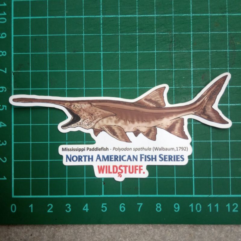 Sticker Wildstuff Mississippi Paddlefish Polyodon spathula