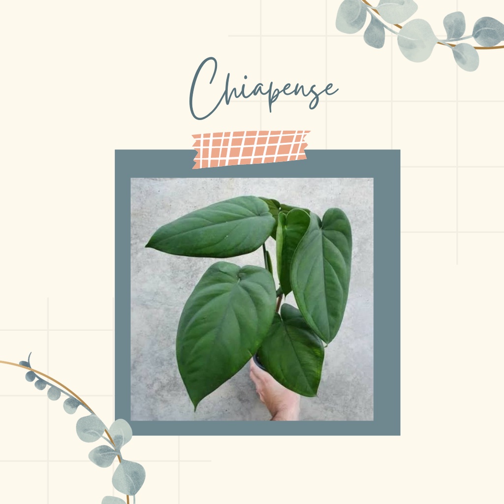 TANAMAN HIAS SYNGONIUM CHIAPENSE BUNGA SYNGONIUM CHIAPENSE