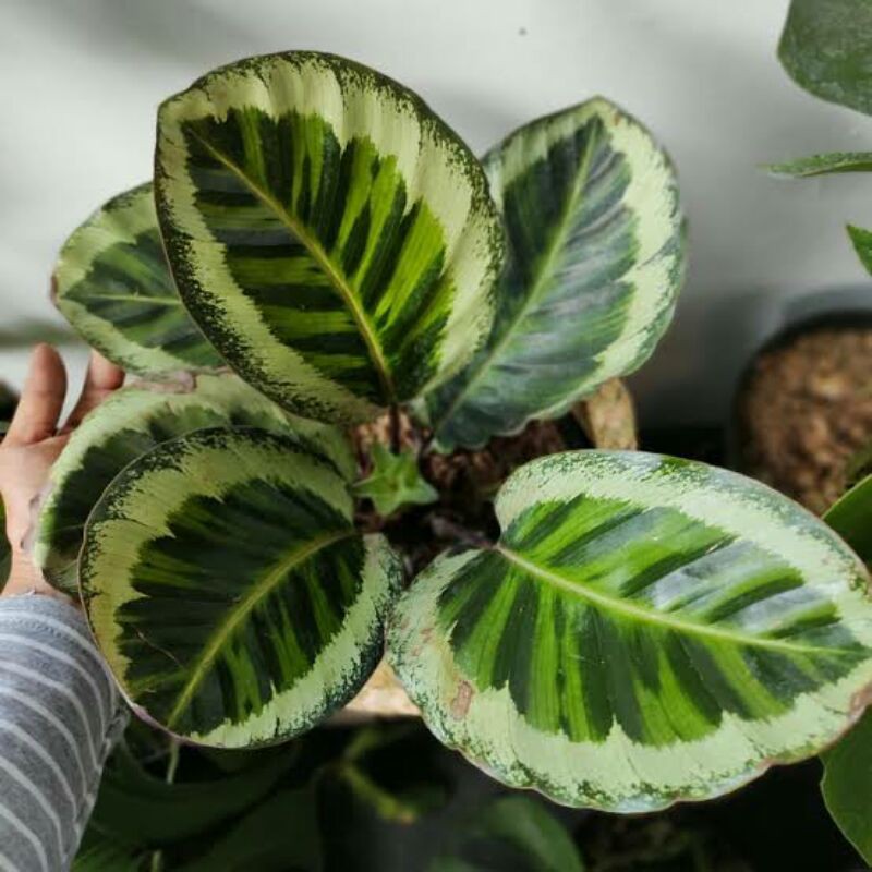 tanaman hias calathea anggela