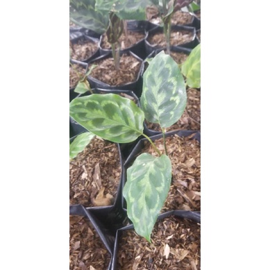 Tanaman Hias calathea veitchiana merak