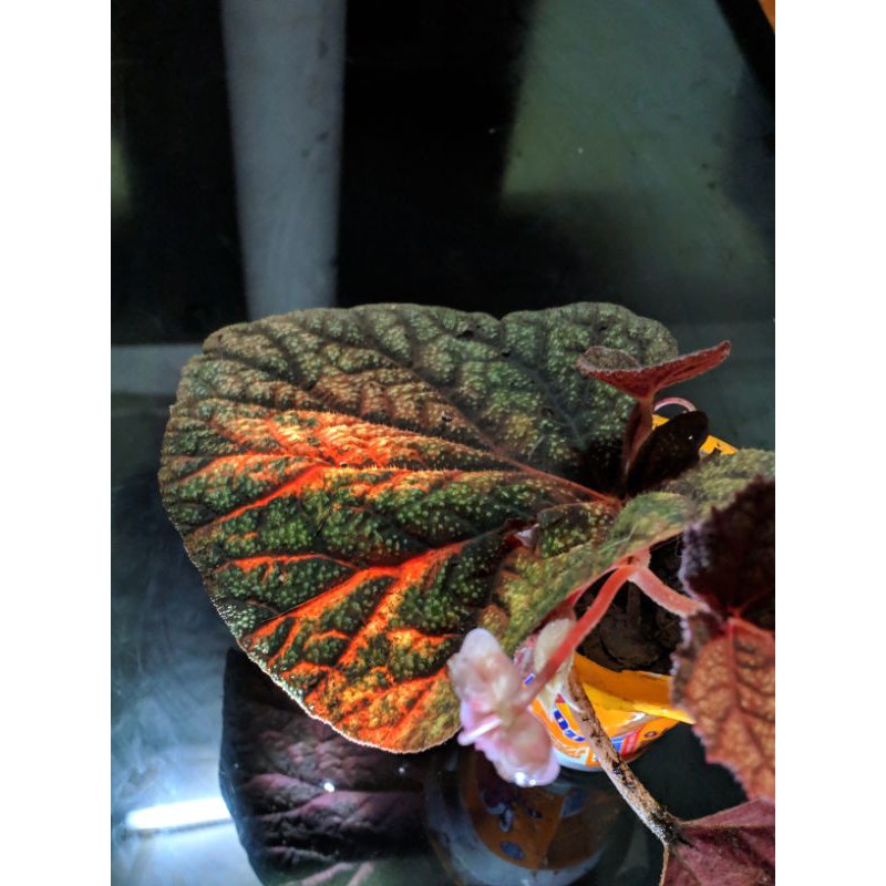 Begonia tenuifolia sp